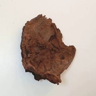 Коряга мангровая