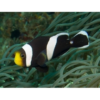 Amphiprion polymnus, размер S